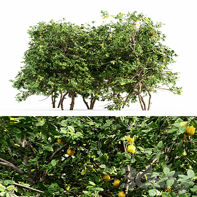 Lemon Fruit 5 tree 3ds Max - thumbnail 1