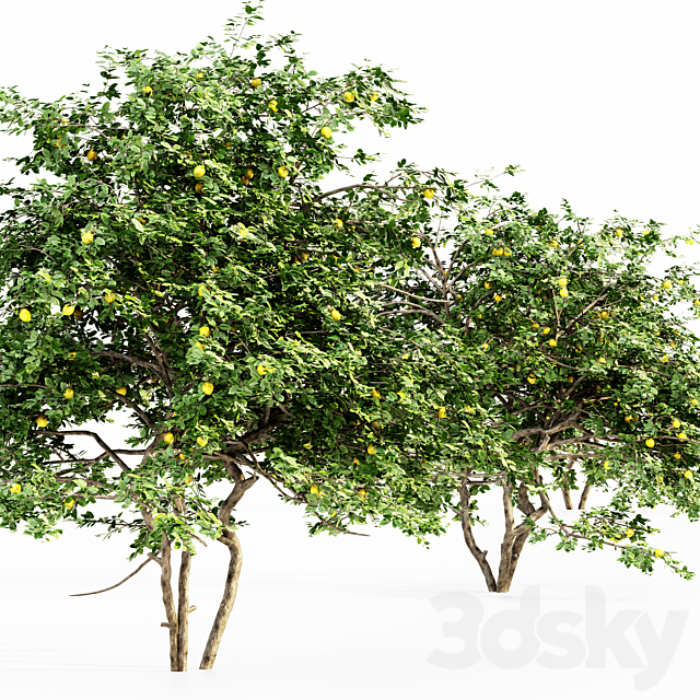 Lemon Fruit 5 tree 3ds Max - thumbnail 3