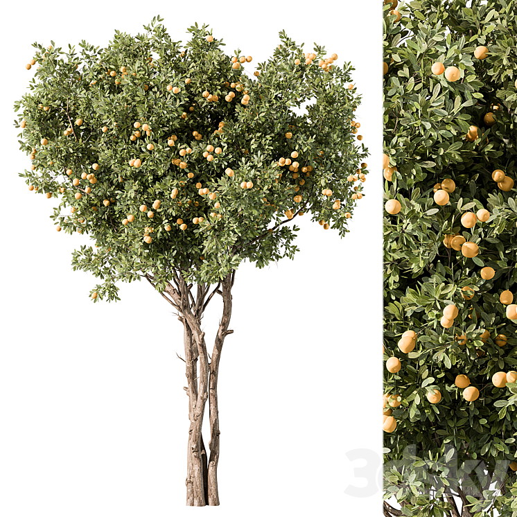 Lemon Tree Set 117 3DS Max Model - thumbnail 1