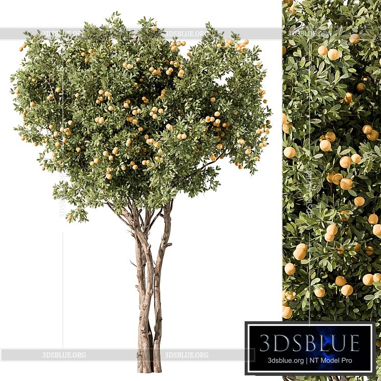 Lemon Tree Set 117 3DS Max - thumbnail 3