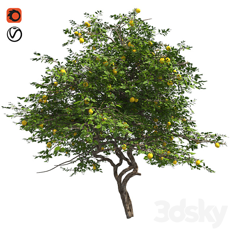 Lemon Tree with fruits and blossom 3DS Max - thumbnail 1