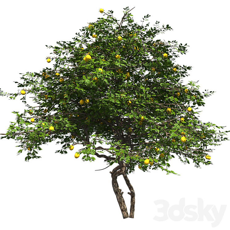 Lemon Tree with fruits and blossom 3DS Max - thumbnail 2