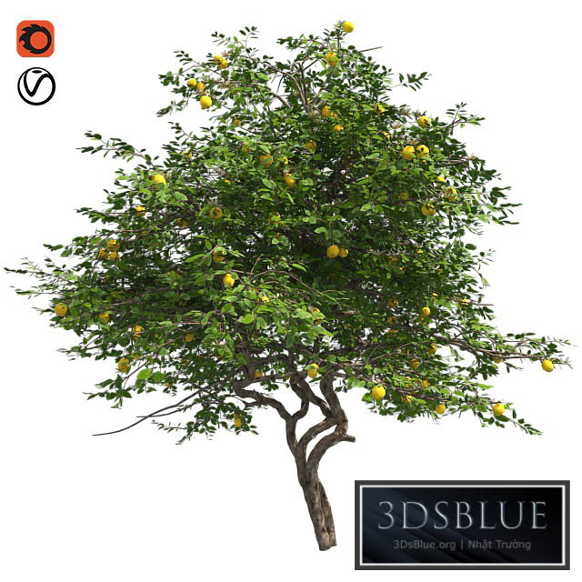 Lemon Tree with fruits and blossom 3DS Max - thumbnail 3