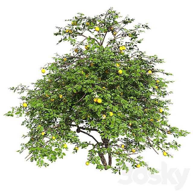 Lemon Tree with fruits and blossom 3DSMax File - thumbnail 3