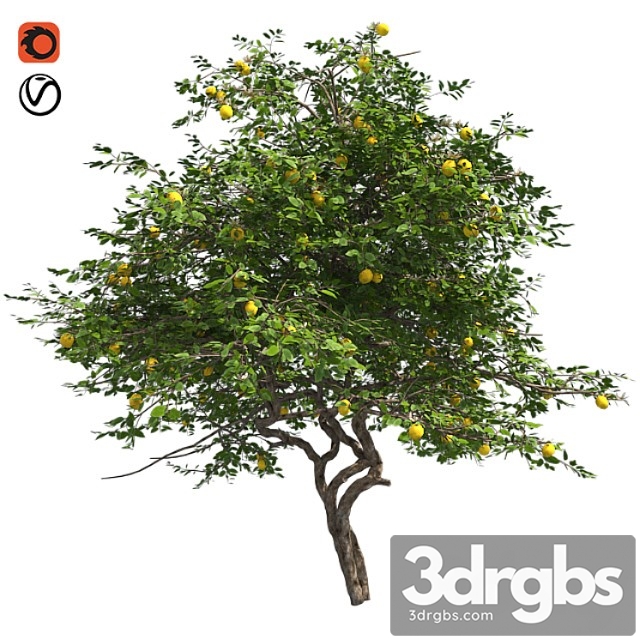 Lemon tree with fruits and blossom - thumbnail 1