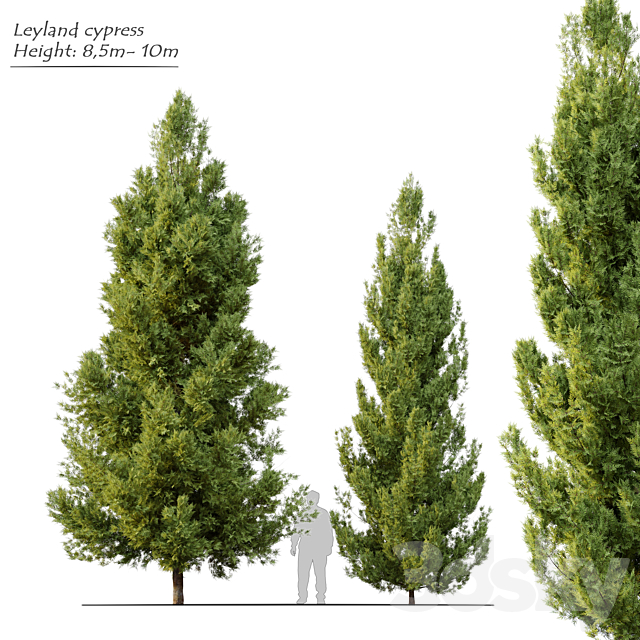 Leyland cypress 3ds Max - thumbnail 1