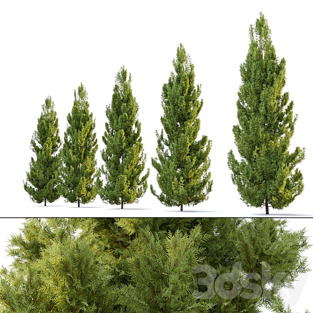 Leyland cypress 3ds Max - thumbnail 3