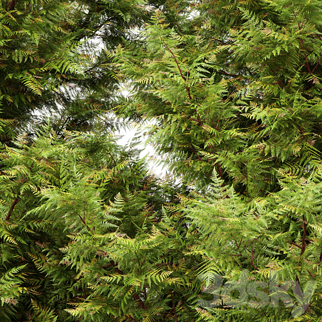 Leyland cypress – leylandi 3ds Max - thumbnail 2