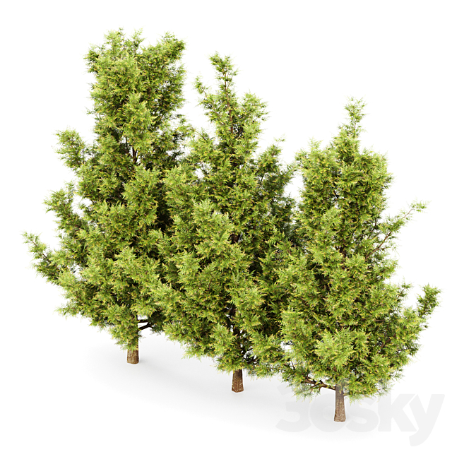 Leyland cypress – leylandi 3ds Max - thumbnail 3