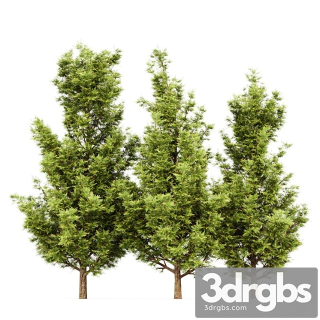 Leyland Cypress Leylandi 3dsmax Download - thumbnail 1