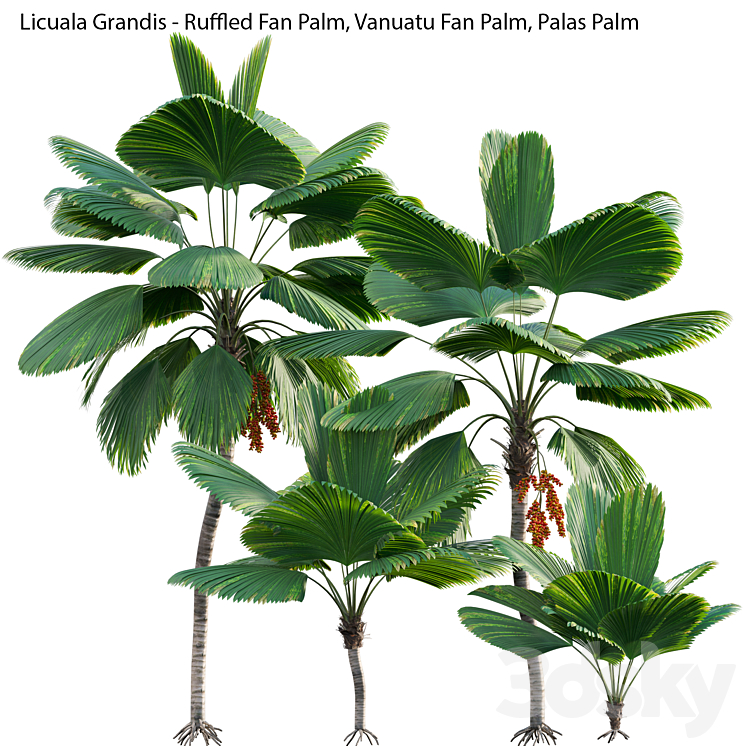 Licuala Grandis – Ruffled Fan Palm 3DS Max Model - thumbnail 1