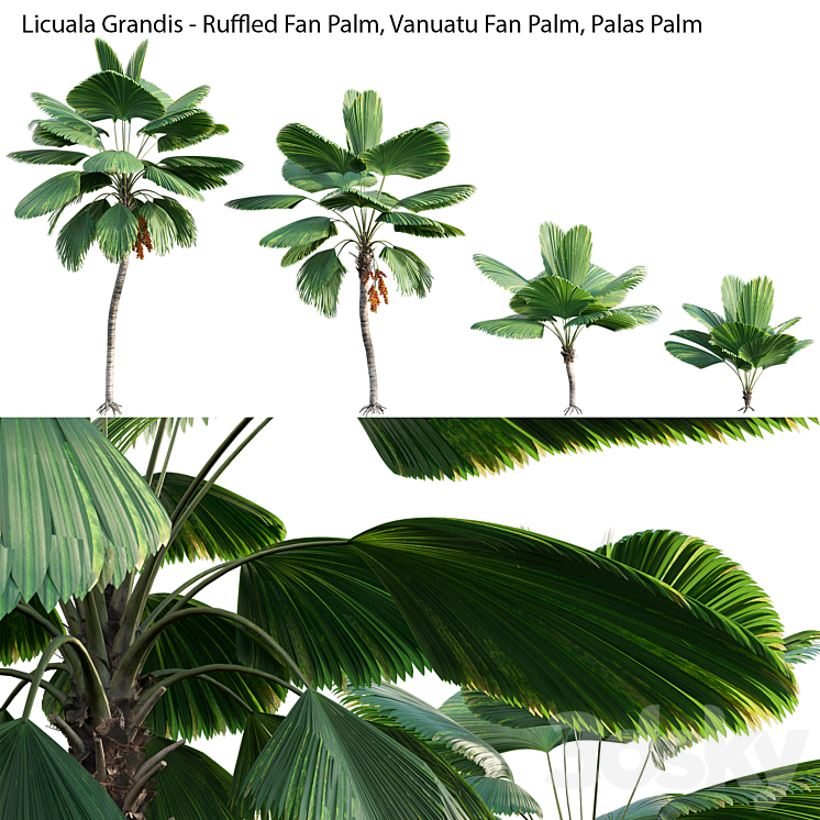 Licuala Grandis – Ruffled Fan Palm 3DS Max Model - thumbnail 2