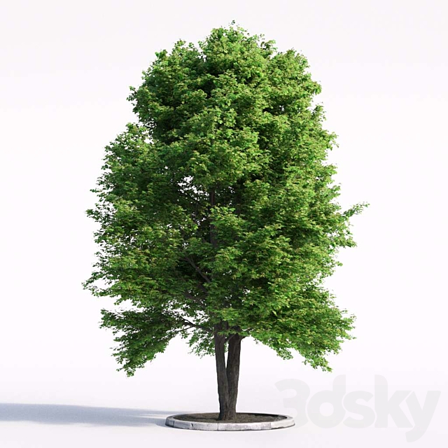 Linden tree 3DS Max Model - thumbnail 1