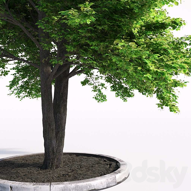 Linden tree 3DS Max Model - thumbnail 2