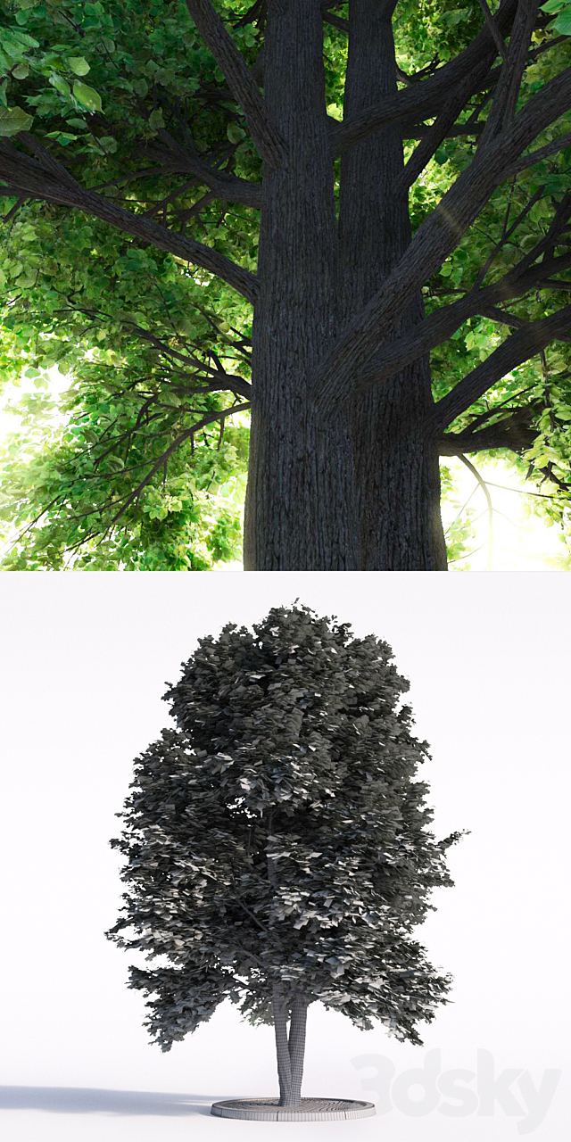 Linden tree 3DS Max Model - thumbnail 3