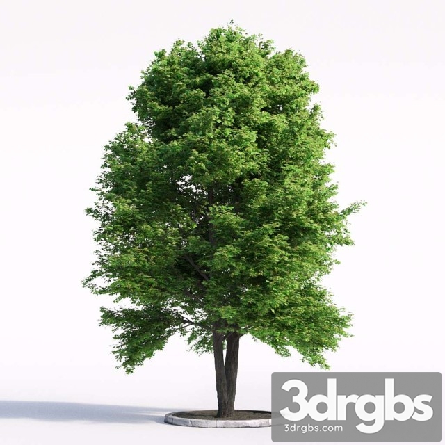 Linden Tree 3dsmax Download - thumbnail 1