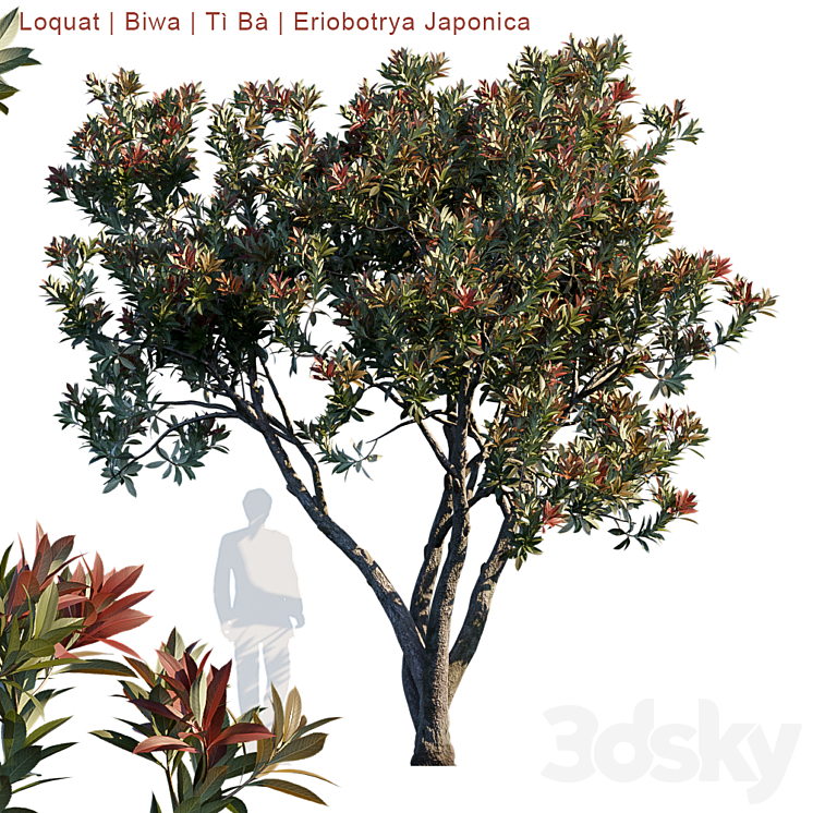 Loquat | Biwa | Eriobotrya japonica 3DS Max - thumbnail 1