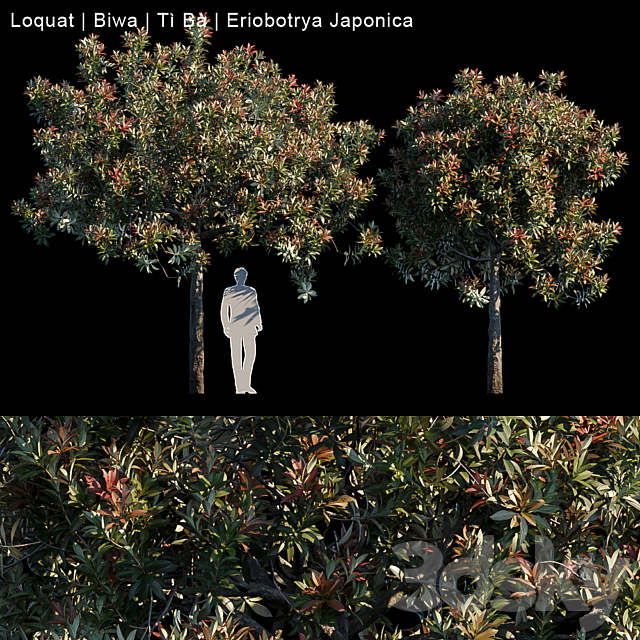 Loquat | Biwa | Eriobotrya japonica 3DSMax File - thumbnail 1