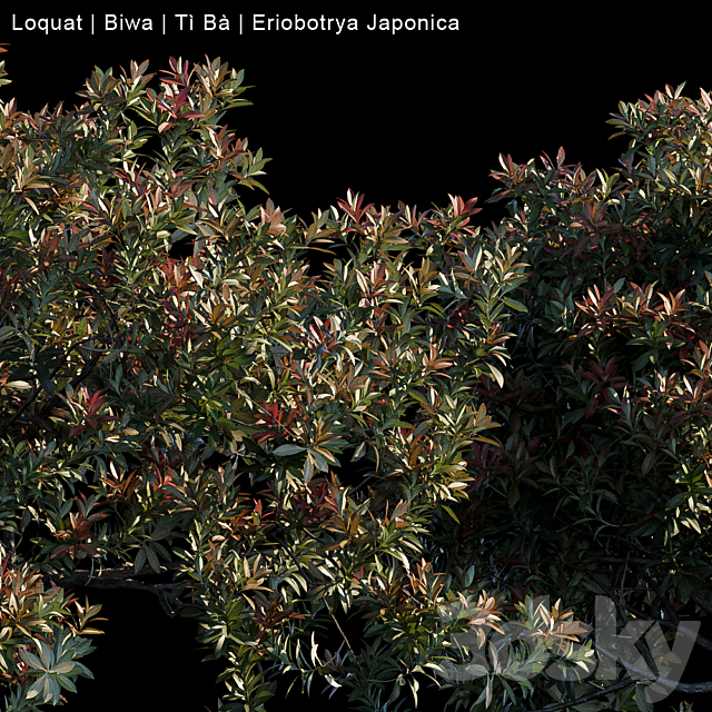 Loquat | Biwa | Eriobotrya japonica 3DSMax File - thumbnail 2