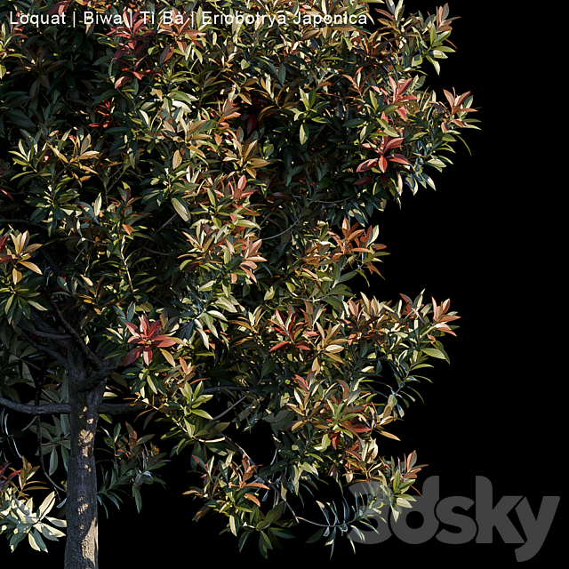 Loquat | Biwa | Eriobotrya japonica 3DSMax File - thumbnail 3