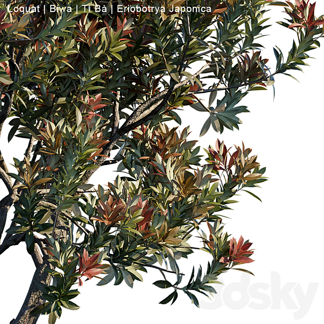 Loquat | Biwa | Eriobotrya japonica 3DSMax File - thumbnail 2