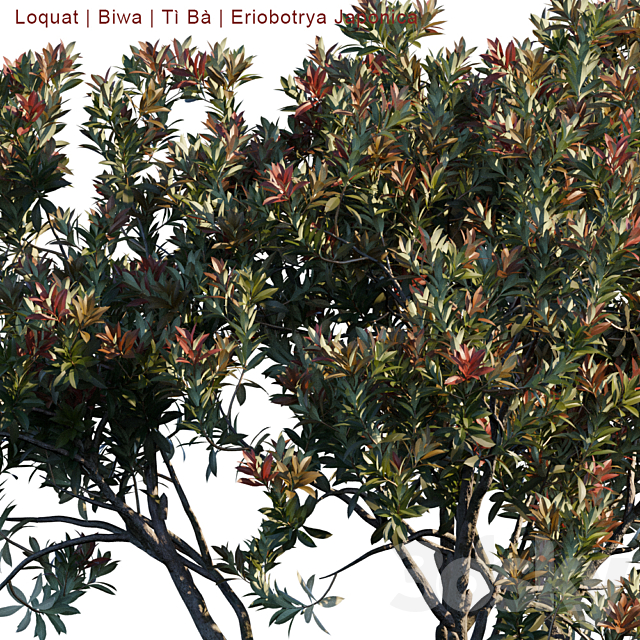 Loquat | Biwa | Eriobotrya japonica 3DSMax File - thumbnail 3