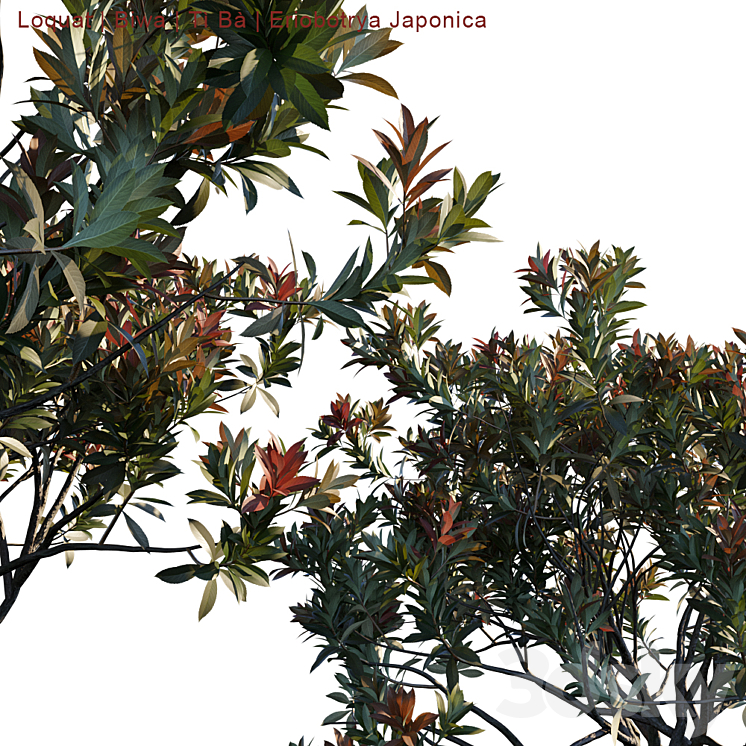 Loquat | Biwa | Eriobotrya Japonica V2 3DS Max - thumbnail 2