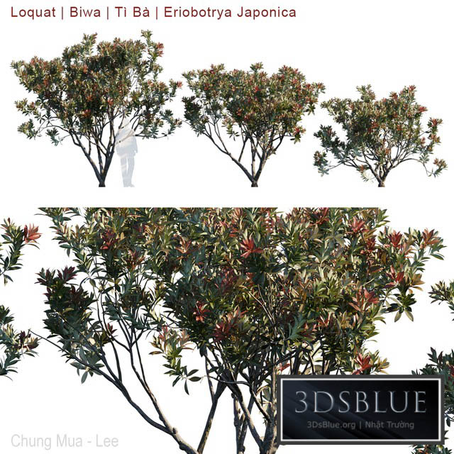 Loquat | Biwa | Eriobotrya Japonica V2 3DS Max - thumbnail 3