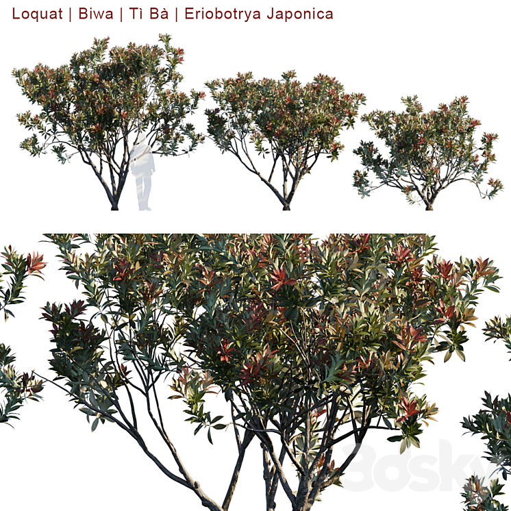 Loquat | Biwa | Eriobotrya Japonica V2 3DS Max - thumbnail 1