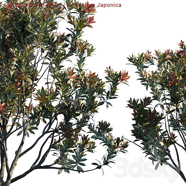 Loquat | Biwa | Eriobotrya Japonica V2 3DSMax File - thumbnail 3