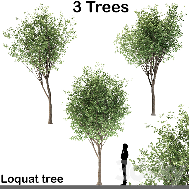 Loquat tree (3 Trees) 3DS Max Model - thumbnail 2