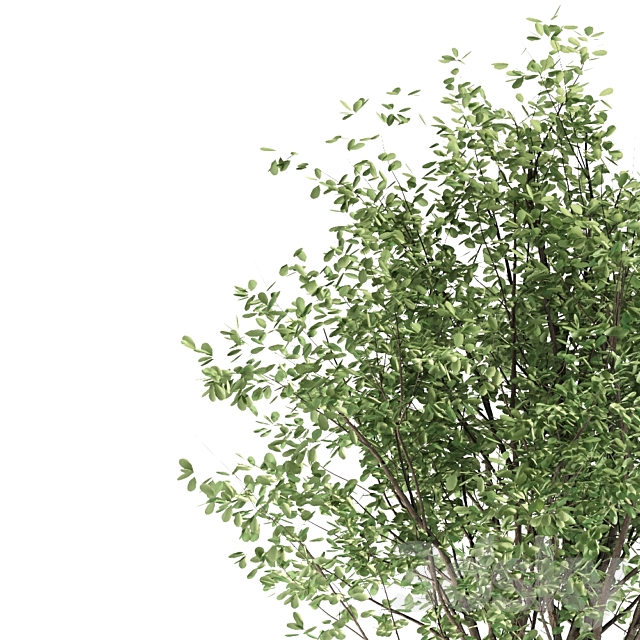 Loquat tree (3 Trees) 3DS Max Model - thumbnail 3