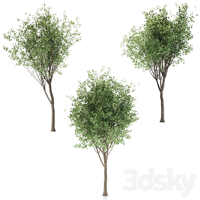 Loquat tree (3 Trees) 3DS Max Model - thumbnail 5