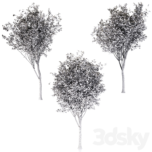 Loquat tree (3 Trees) 3DS Max Model - thumbnail 6