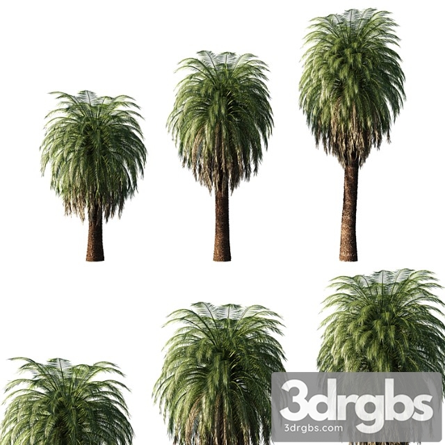 Macrozamia Moorei Palm Tree 02 3dsmax Download - thumbnail 1