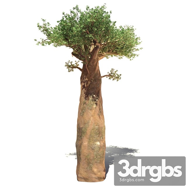 Madagaskar baobab - thumbnail 1