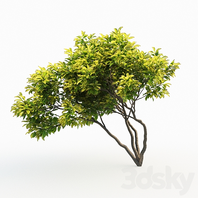 Magnolia (4m) 3 Tree Set 3DS Max Model - thumbnail 2