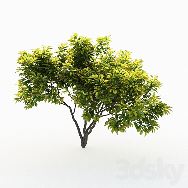 Magnolia (4m) 3 Tree Set 3DS Max Model - thumbnail 3