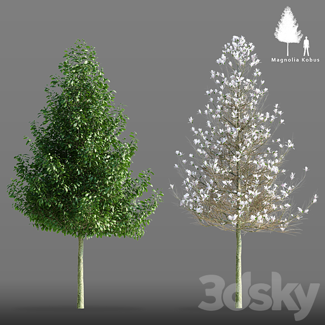 Magnolia cobus tree | Magnolia Kobus 3ds Max - thumbnail 1