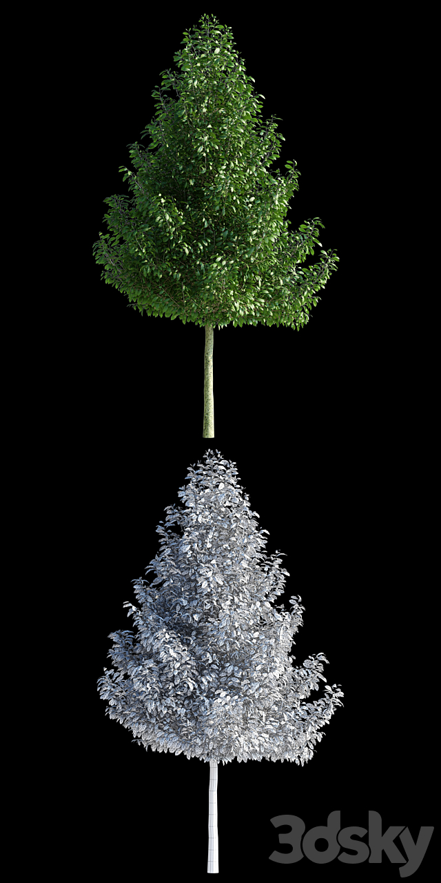 Magnolia cobus tree | Magnolia Kobus 3ds Max - thumbnail 2