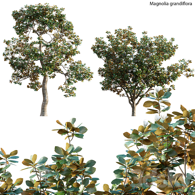 Magnolia grandiflora 02 3DS Max - thumbnail 1