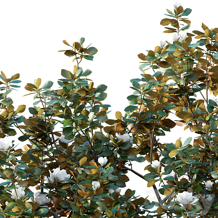 Magnolia grandiflora 02 3DS Max - thumbnail 2