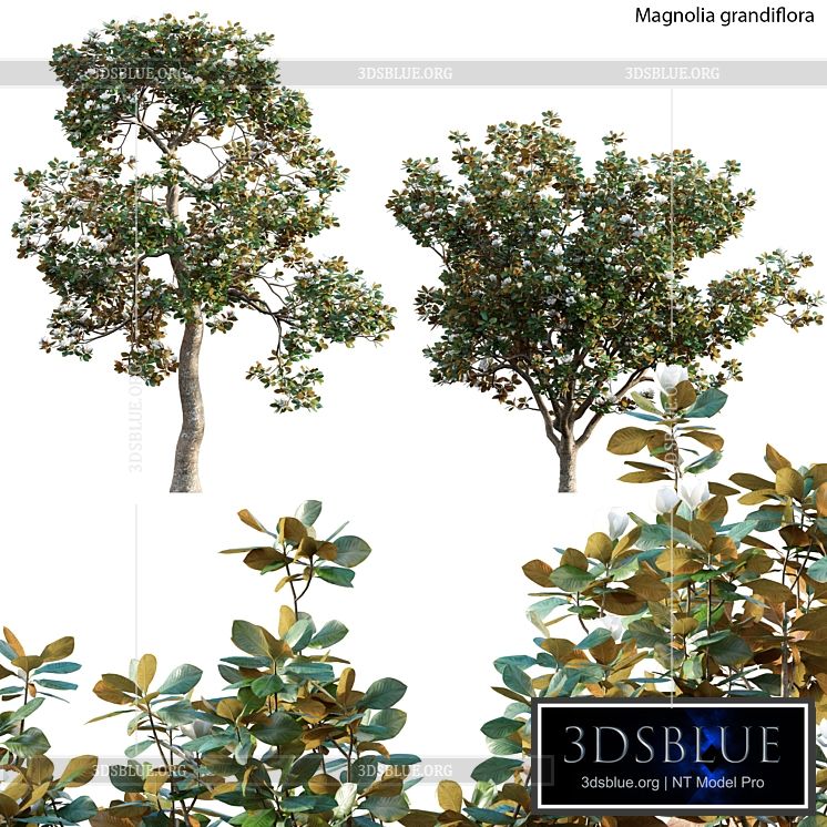 Magnolia grandiflora 02 3DS Max - thumbnail 3