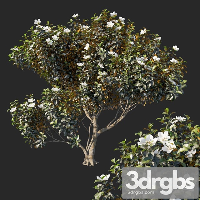 Magnolia Grandiflora 04 1 3dsmax Download - thumbnail 1