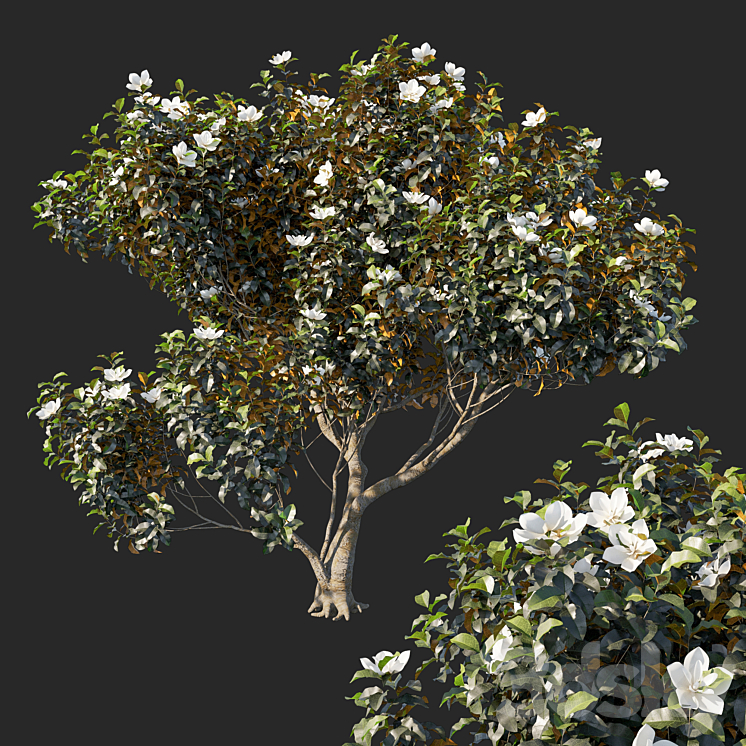 Magnolia grandiflora 04 3DS Max - thumbnail 1