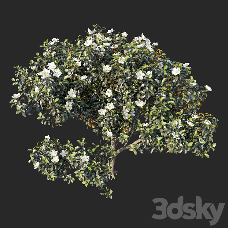 Magnolia grandiflora 04 3DS Max - thumbnail 2