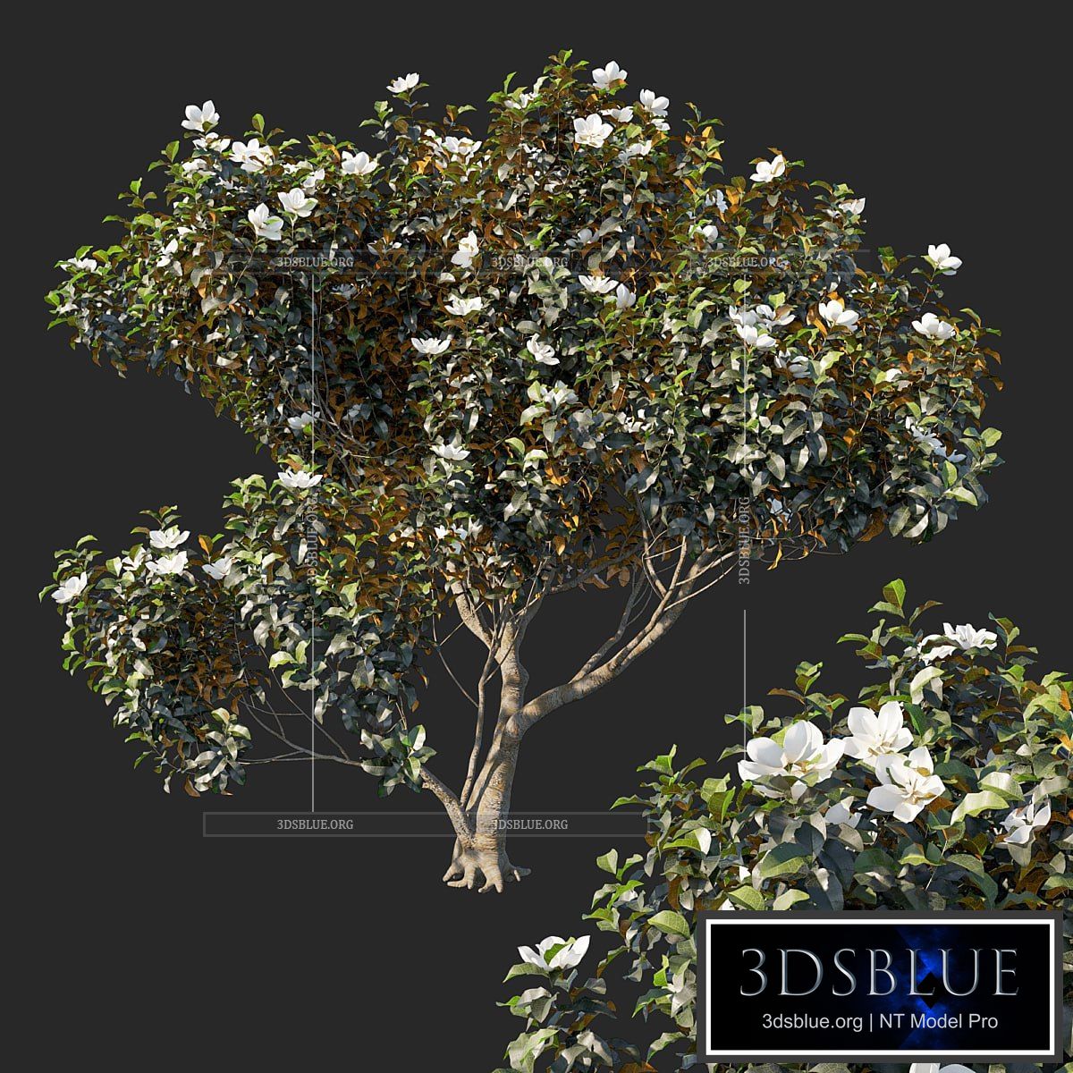 Magnolia grandiflora 04 3DS Max - thumbnail 3