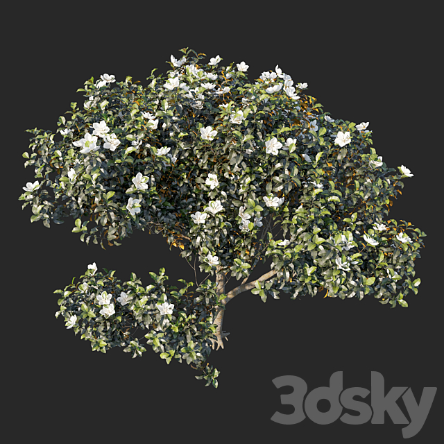 Magnolia grandiflora 04 3DS Max Model - thumbnail 2