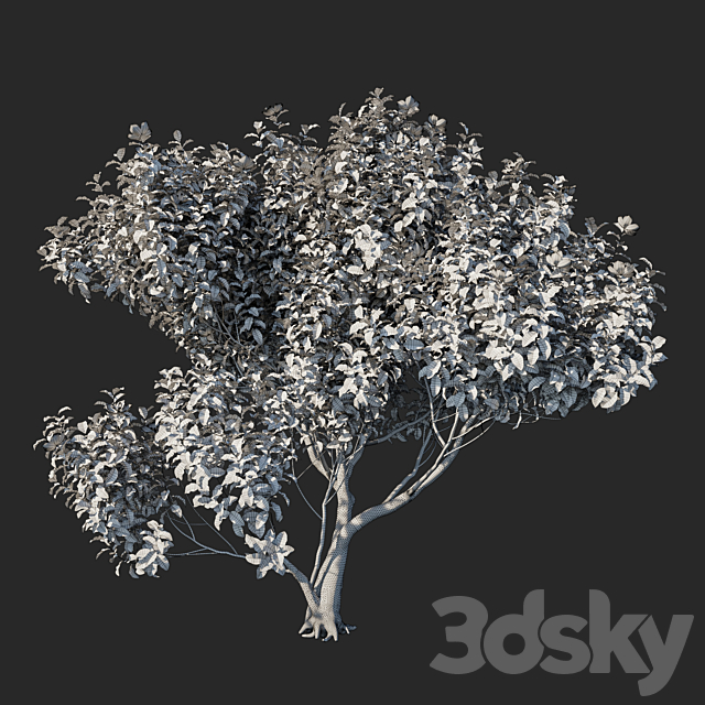 Magnolia grandiflora 04 3DS Max Model - thumbnail 3