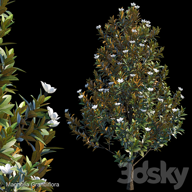 Magnolia Grandiflora 3ds Max - thumbnail 1